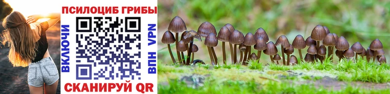 дарк нет состав  Кувандык  Галлюциногенные грибы Psilocybe 